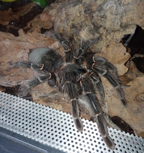 Large hairy Lasiodora parahybana tarantula on dry oak leaves in a terrarium.