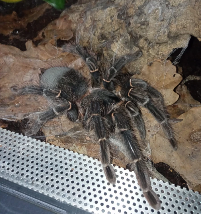 Large hairy Lasiodora parahybana tarantula on dry oak leaves in a terrarium.