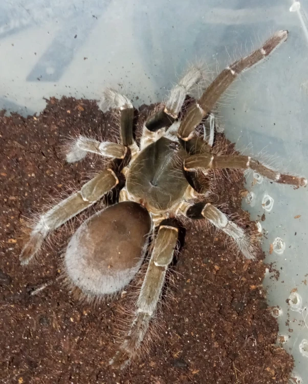 Ptasznik hysterocrates gigas.