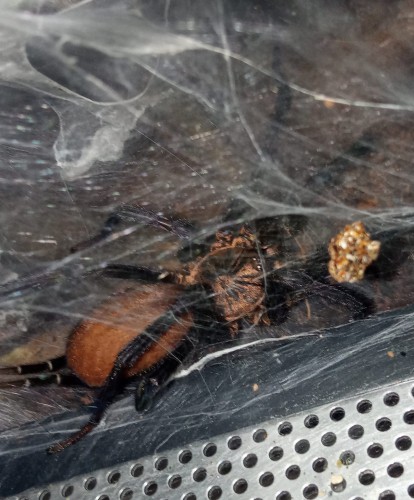 Pająk linothele sericata