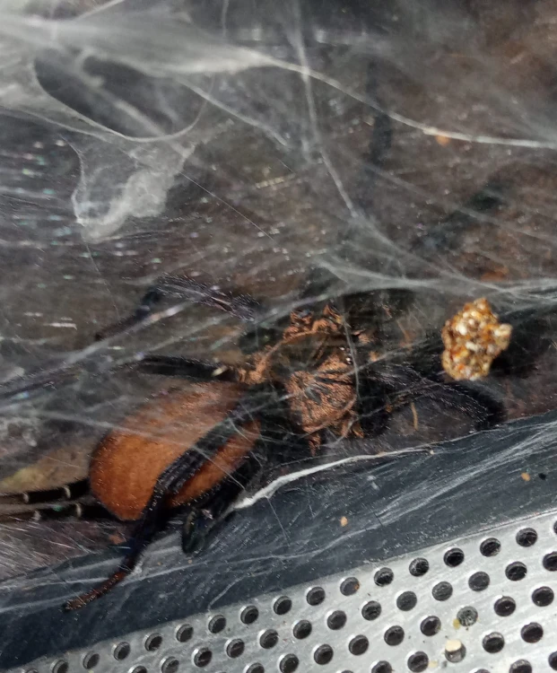 Pająk linothele sericata