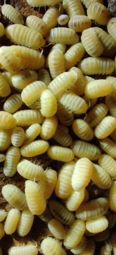 Cubaris murina glacier.