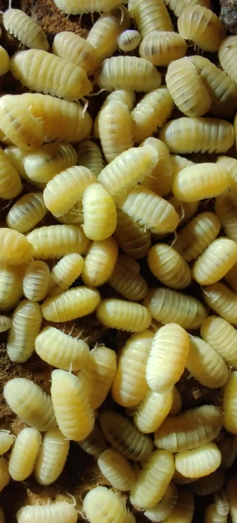 Cubaris murina glacier.