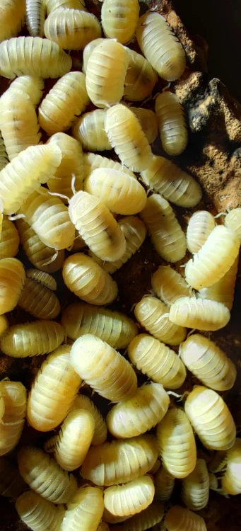 Cubaris murina glacier.