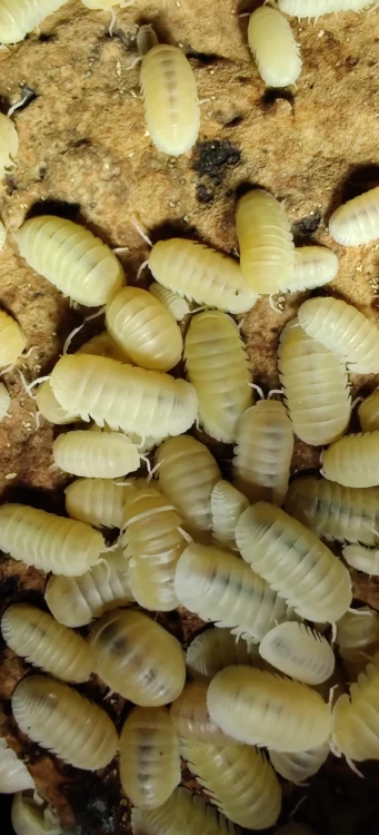 Cubaris murina glacier.