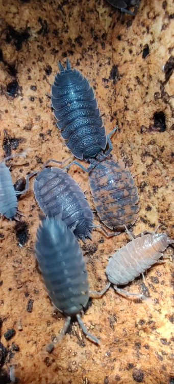Groupe d'isopodes Porcellio scaber red calico sous deux colorations différentes sur écorce claire.