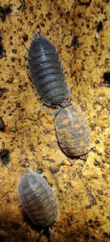 Gros plan sur un isopode Porcellio scaber red calico au motif orange sur bois rugueux.