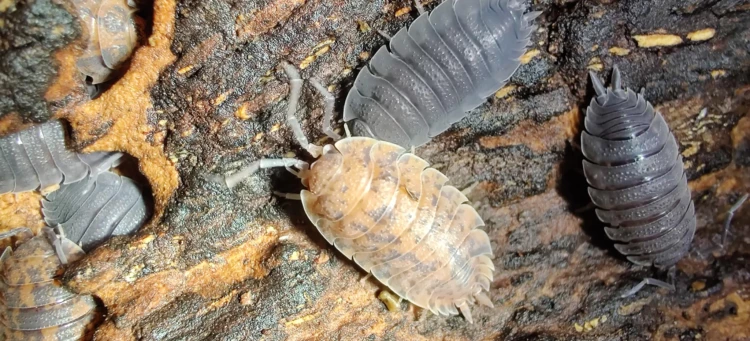 Isopodes Porcellio scaber red calico rassemblés dans une crevasse d'écorce de chêne.