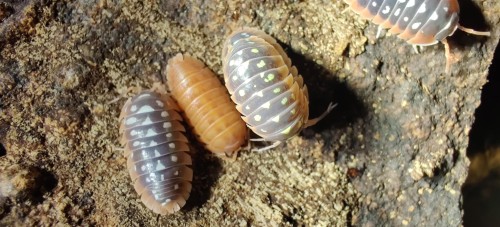 Armadillidium cetinjense(flavoscutatum).
