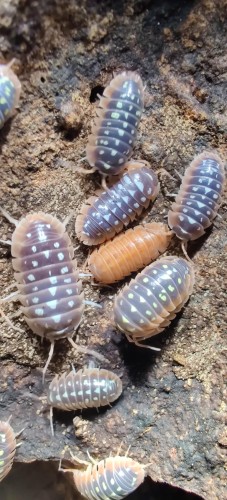 Armadillidium cetinjense(flavoscutatum).
