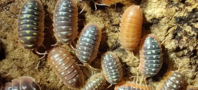 Armadillidium cetinjense(flavoscutatum).