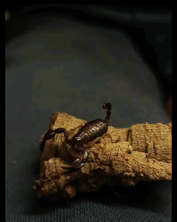 Euscorpius sp.