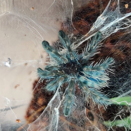 Jeune mygale duveteuse Caribena versicolor au plumage bleu turquoise dans une toile dense.