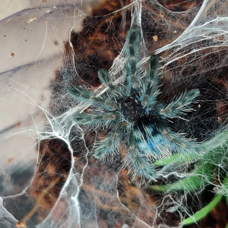 Gros plan sur une mygale Caribena versicolor aux pattes turquoise entourée de toile blanche.