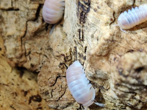 Isopodes rose pâle Cubaris 'panda king pink' grimpant sur de l'écorce de chêne-liège