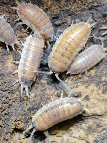 Groupe d'isopodes brun rougeâtre Porcellio dark red sur écorce.