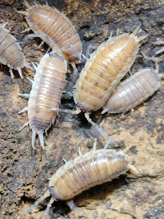 Groupe d'isopodes brun rougeâtre Porcellio dark red sur écorce.