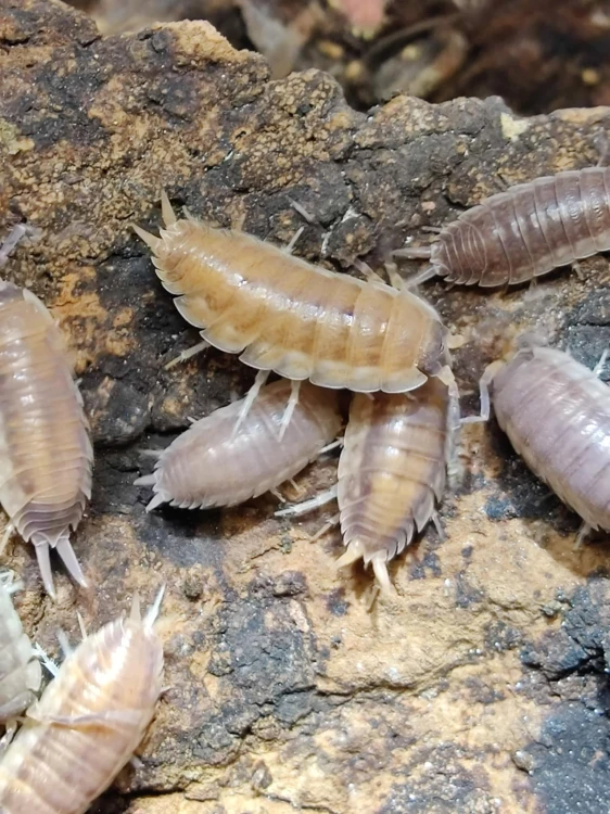 Culture d'isopodes brun rougeâtre Porcellio dark red rassemblés sur un morceau d'écorce.
