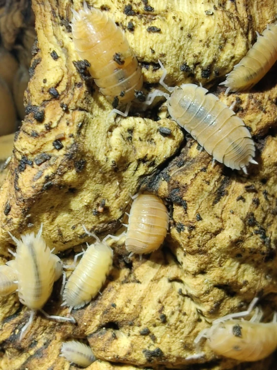 Porcellio beaticensis orange.