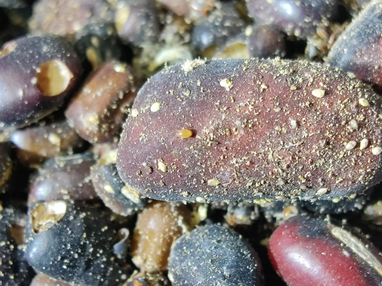 Acarien prédateur orange clair Hypoaspis miles sur des graines.