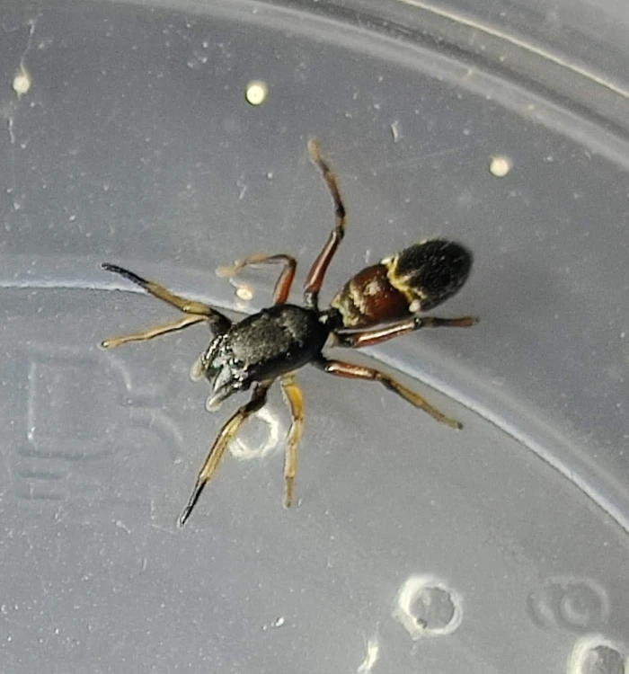 Leptorchestes berolinensis - Mrówczyn bojownik