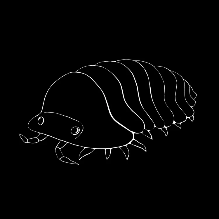 isopod-no-photo.jpg