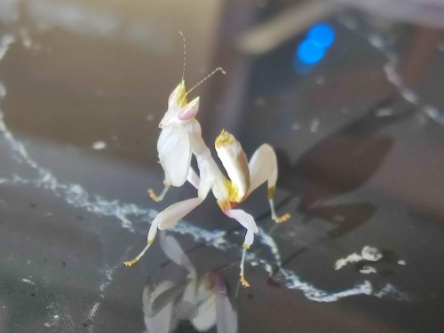 modliszka storczykowa