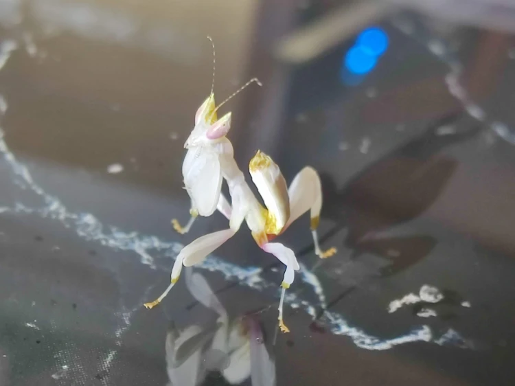 modliszka storczykowa