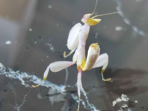 modliszka storczykowa