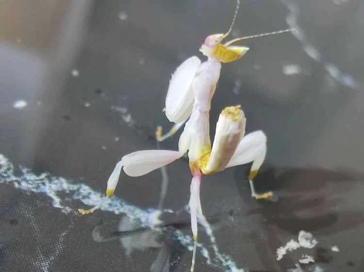 modliszka storczykowa