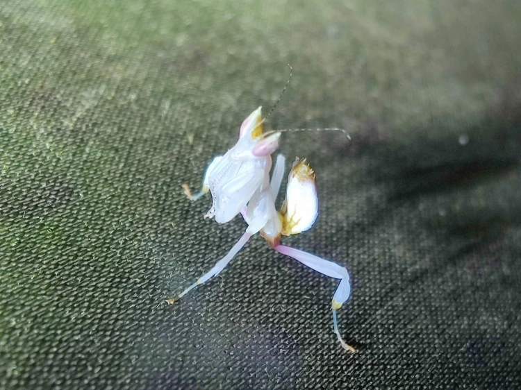 modliszka storczykowa