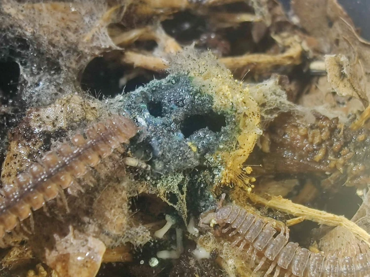Collemboles s'alimentant de nourriture protéinée et de myxomycète dans un élevage.