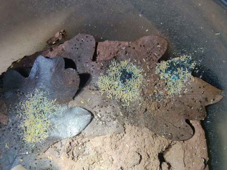 Mass gathering of springtails feeding on leaves and organic food substrate.