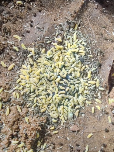 jedzące skoczogonki