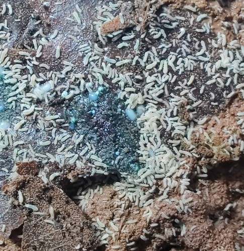 Culture de masse de petits collemboles blanc neige Onychinurinae snowflakes sur substrat sombre.