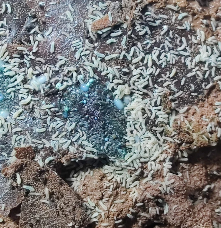 Culture de masse de petits collemboles blanc neige Onychinurinae snowflakes sur substrat sombre.
