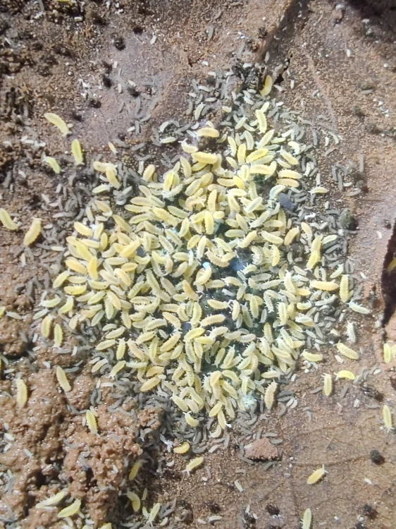 Ceratophysella yellow albino.