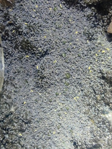 Colonie de collemboles violets Ceratophysella lilac dans le substrat d'élevage.