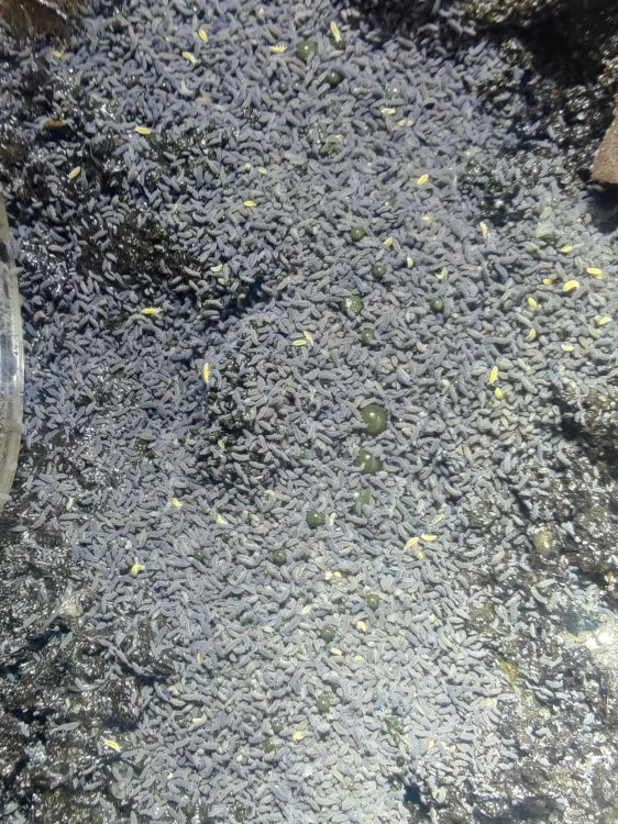Colonie de collemboles violets Ceratophysella lilac dans le substrat d'élevage.