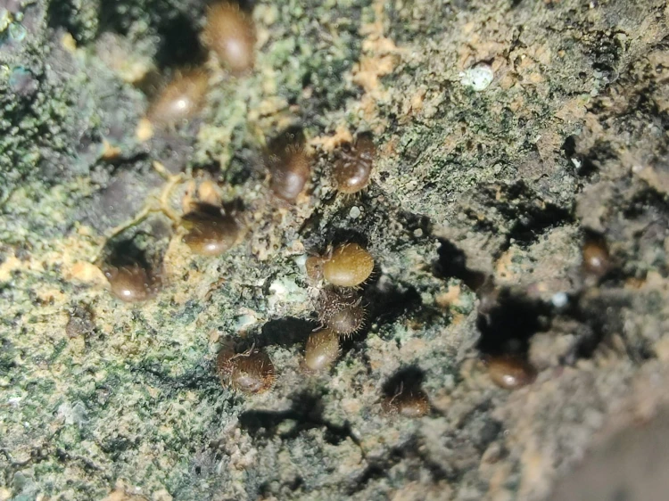 Petits collemboles globulaires Allacma fusca à la coloration brun-or sur de la roche.