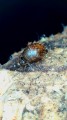 Allacma fusca - wielkie kuliste skoczogonki