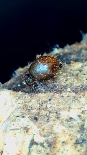 Gros plan latéral d'un collembole globuleux Allacma fusca sur écorce.