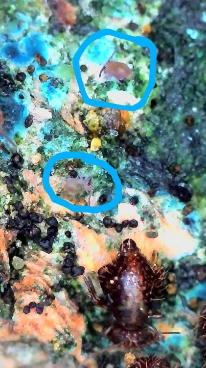 Collembole globuleux brun foncé Allacma fusca sur de l'écorce de liège claire.