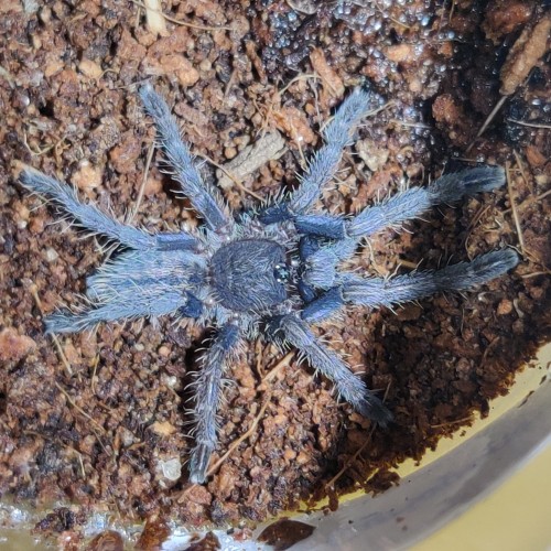 Ptasznik Cyriopagopus purple zebra.