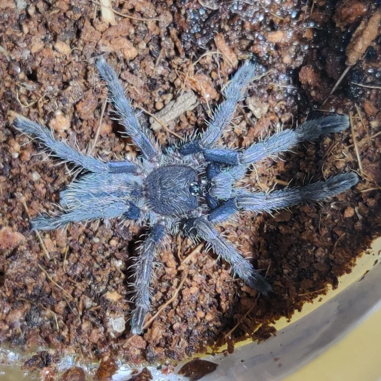 Ptasznik Cyriopagopus purple zebra.