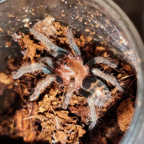 Mygale Davus pentaloris au motif noir et orange zébré dans un récipient en plastique sur substrat.
