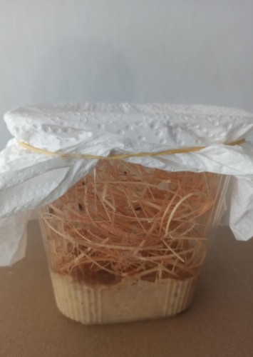 Plastikowa hodowla kubeczkowa muszki owocówki Drosophila melanogaster z pożywką i wiórkami.