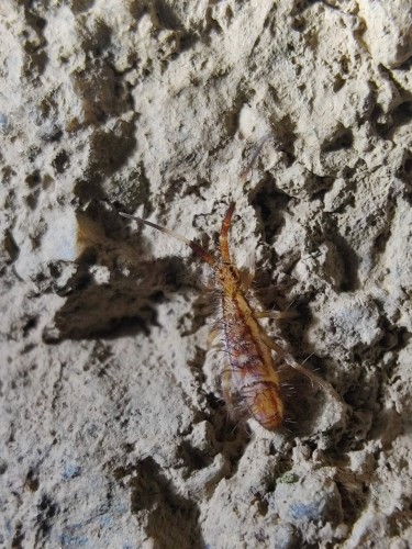 Collembole miel-or Orchesella flavescens avec rayures noires sur roche.