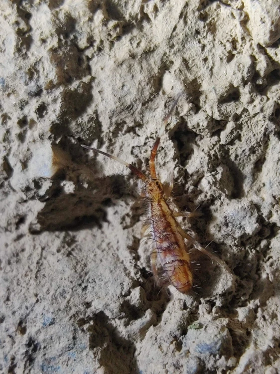 Collembole miel-or Orchesella flavescens avec rayures noires sur roche.