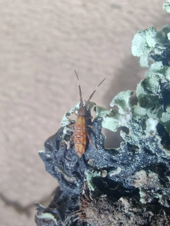 Collembole Orchesella flavescens sur écorce avec lichens.